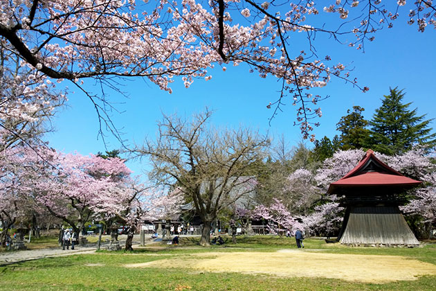 sakura_yakusidou